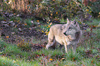 grey wolf