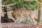 grey wolf