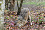 grey wolf