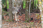 grey wolf