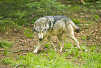 grey wolf