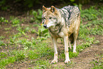 grey wolf