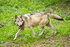 grey wolf