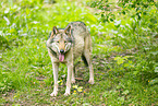grey wolf