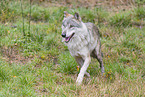 grey wolf
