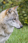 grey wolf