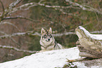 grey wolf