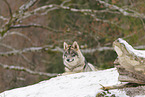 grey wolf