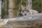grey wolf