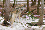 grey wolf