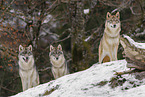 grey wolf