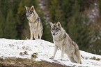 grey wolf