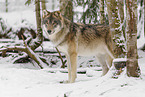 grey wolf