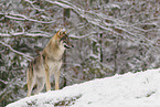 grey wolf