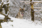 grey wolf