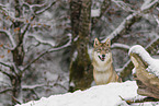 grey wolf
