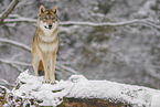 grey wolf