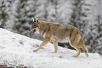 grey wolf