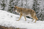 grey wolf
