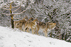grey wolf