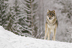 grey wolf