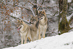 grey wolf