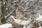 grey wolf