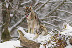 grey wolf