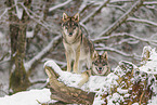 grey wolf