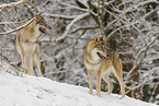 grey wolf