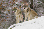 grey wolf