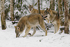 grey wolf
