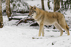 grey wolf