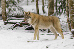 grey wolf