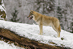 grey wolf