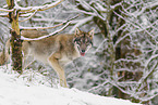 grey wolf