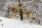 grey wolf