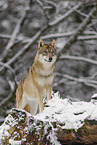 grey wolf
