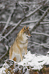 grey wolf