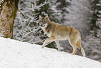 grey wolf