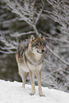 grey wolf