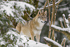 grey wolf