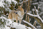 grey wolf