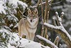 grey wolf