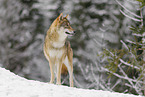 grey wolf