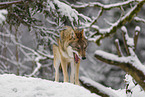 grey wolf