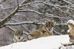grey wolf