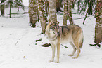 grey wolf