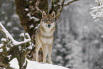 grey wolf