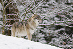 grey wolf